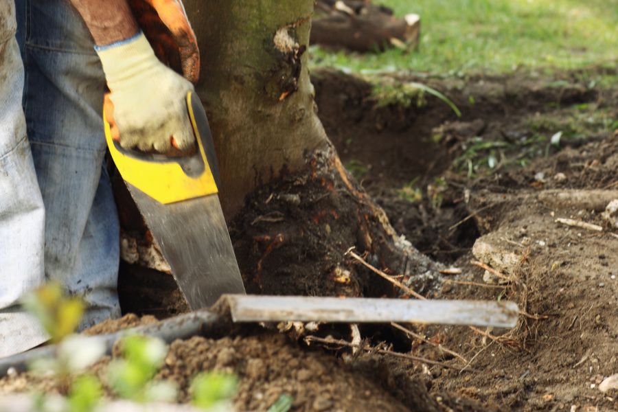 A person sawing the base of a tree and the roots.
